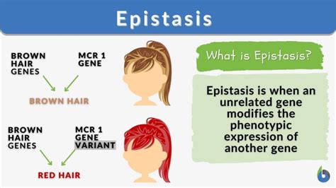 Epitasis Definition & Meaning